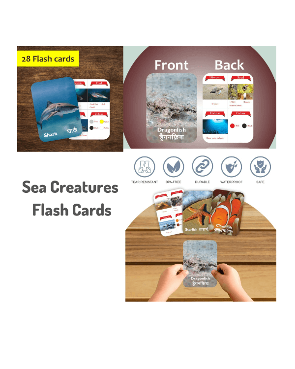 SEA CREATURES DOUBLE SIDED FLASH CARDS